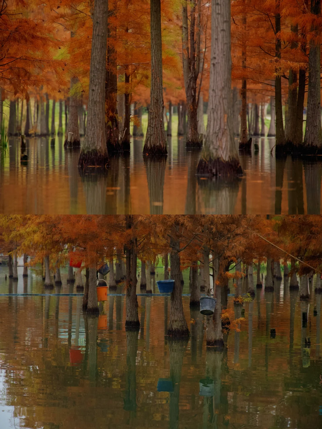 左滑➡️遇见成都最美水上森林 🌲美如油画🖼️