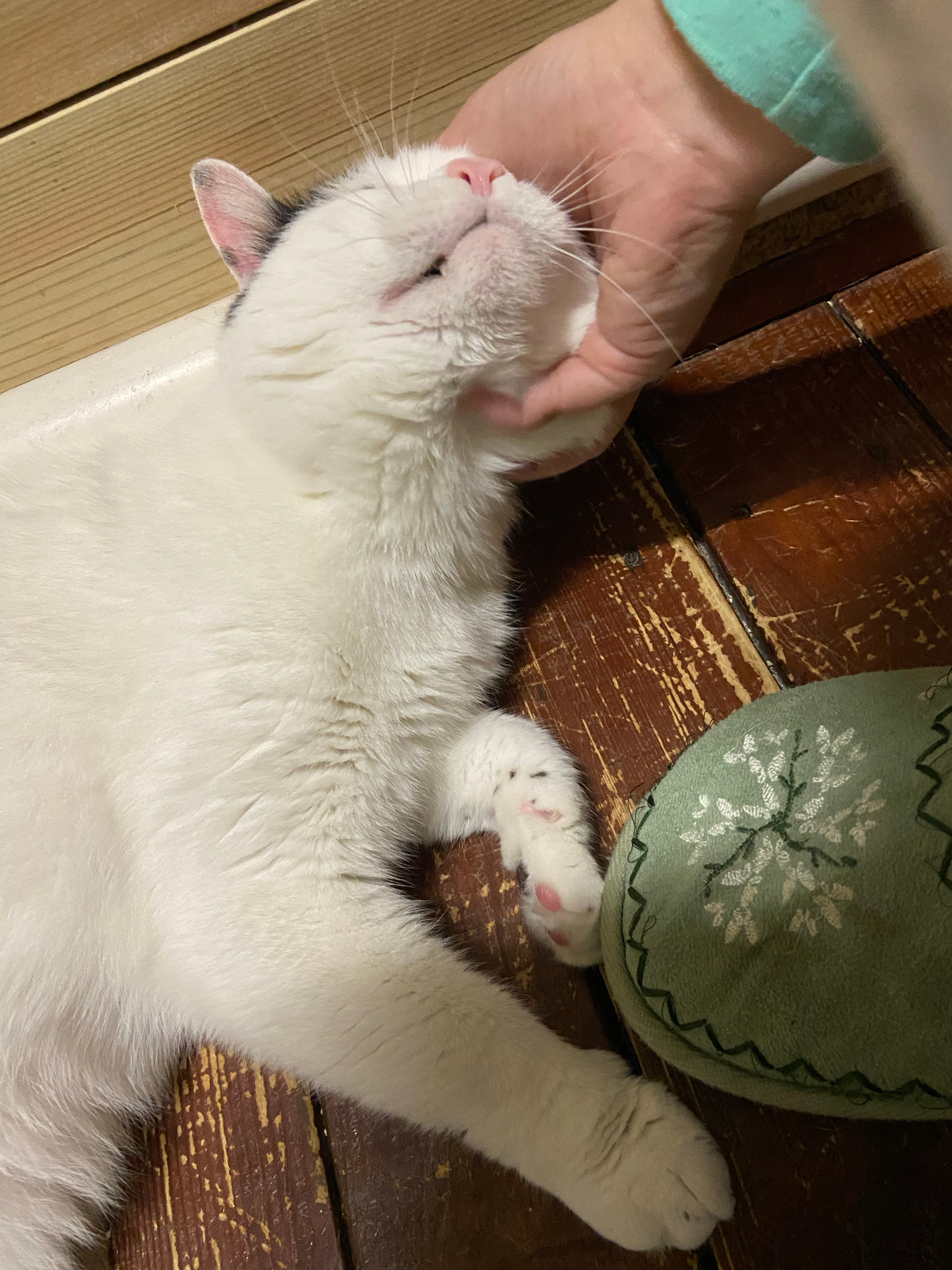 舔手贼疼野生喵日常吸猫葡锅锅