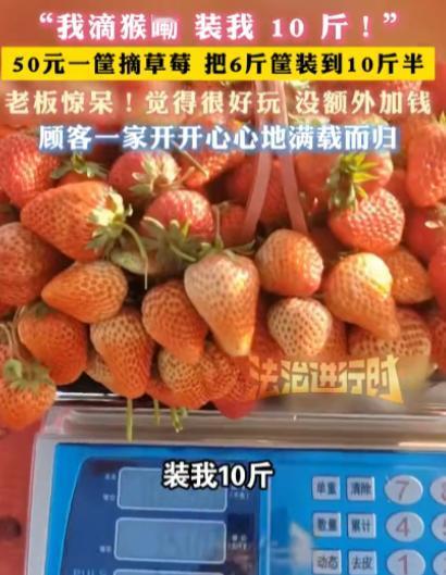 安徽临泉，一女子带着孩子们去摘草莓，老板说50元一篮子，万万没想到，女子竟在篮子