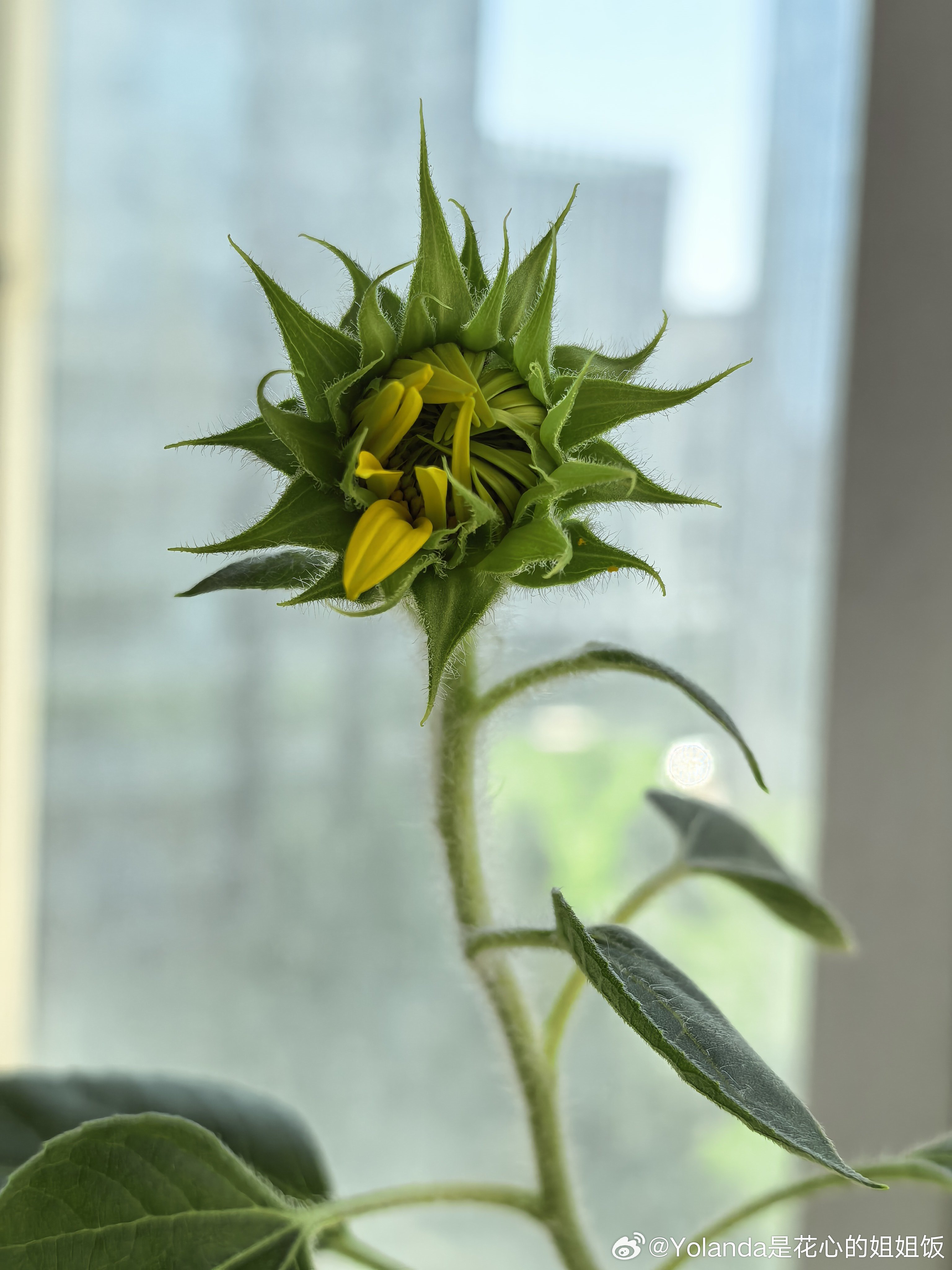 宝宝种花🌻每天观察葵葵～这朵也要开了！ 