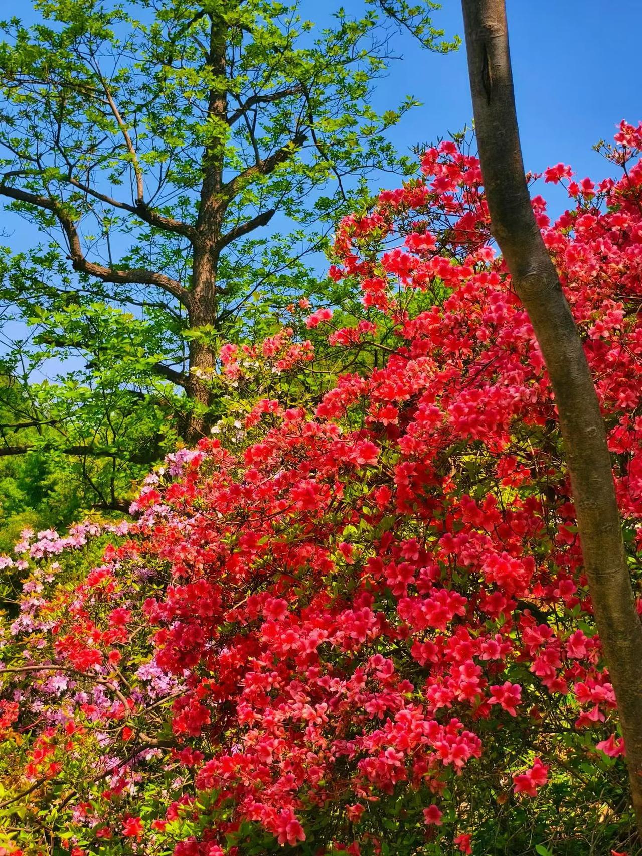 SpaceX将上市吸引大量资金！
SpaceX收购xAI，马斯克构想“太空AI数