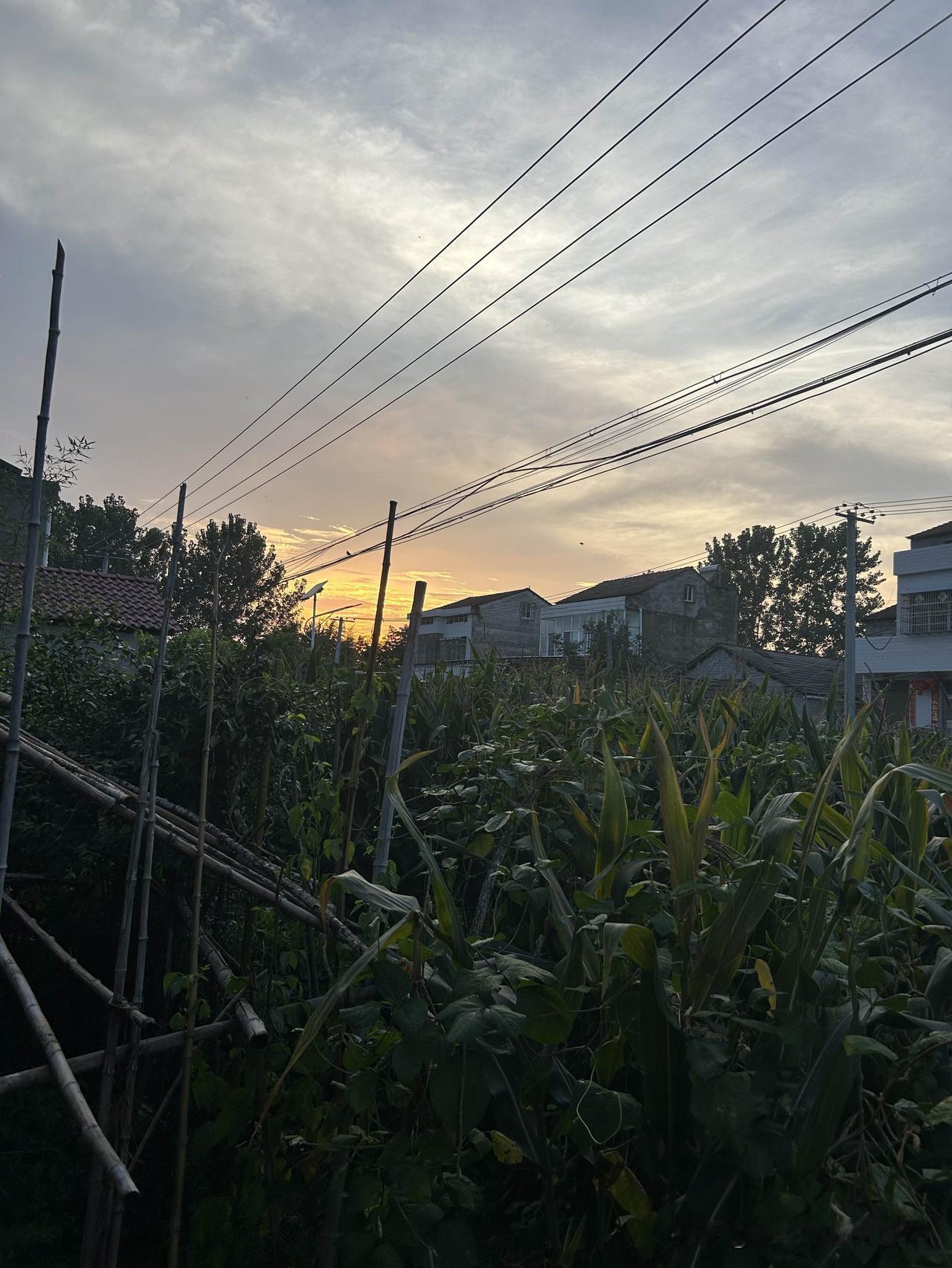 【临江仙·月梅】

皓魄悬空如洗，疏枝斜缀芳红。
一枝寒艳对霜穹。
清辉融浅梦，