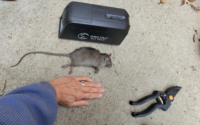 #美国政客将鼠患归咎于移民#【爱达荷州闹鼠患，政客竟归咎于“蓝州移民”】美国爱达