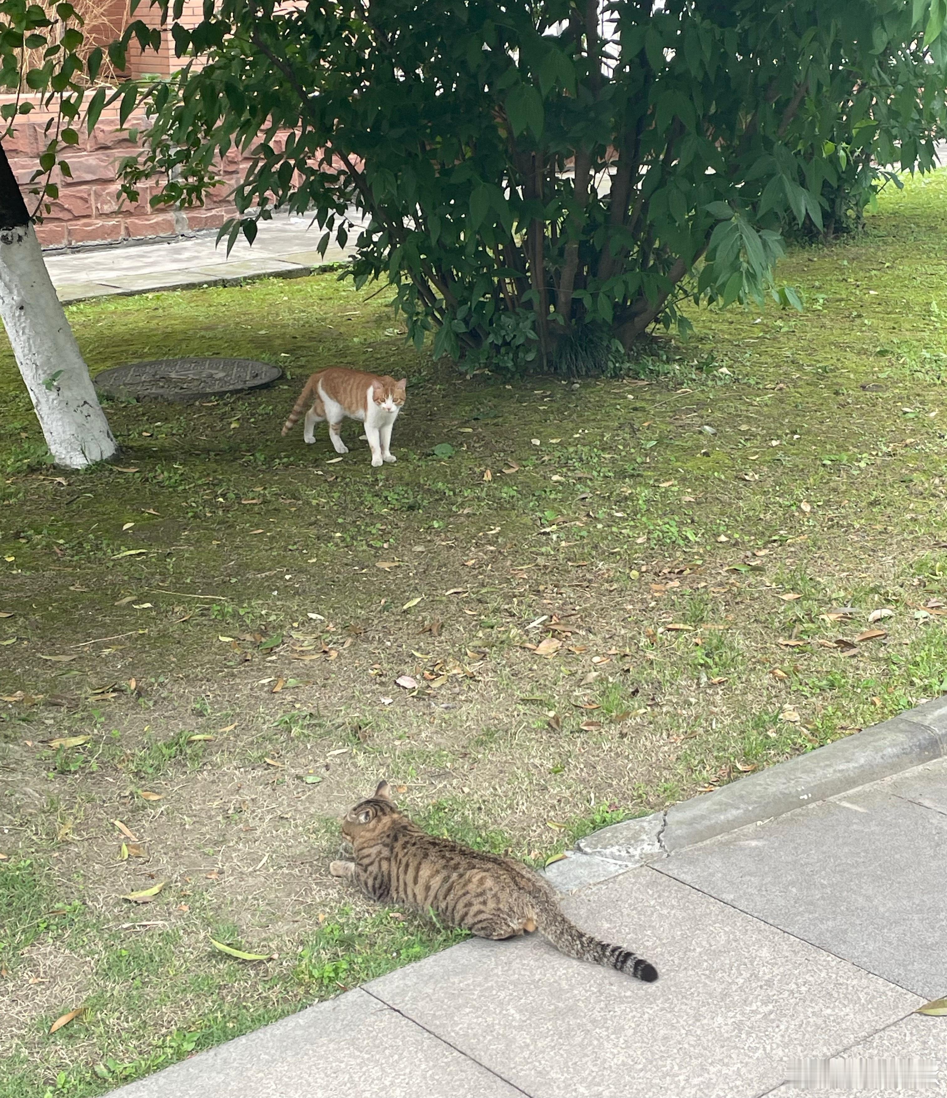 校宠宝子们的惬意夏日~ ​​​