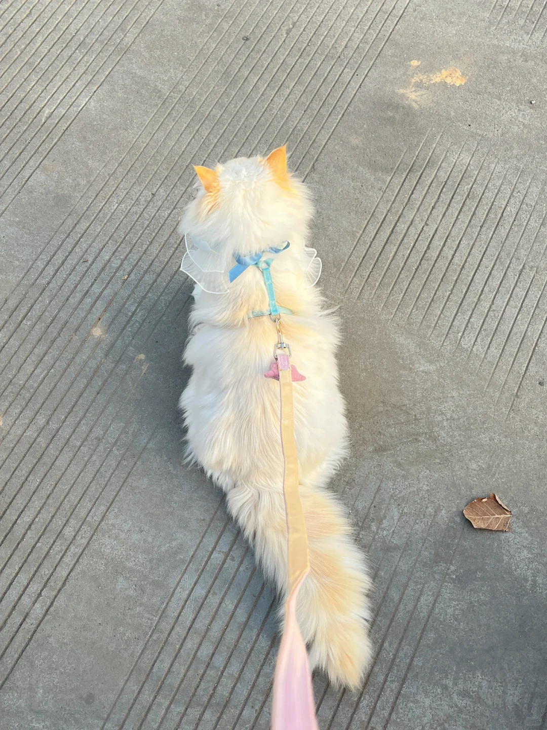背影这么惊艳的小猫咪！脸居然臭臭的！