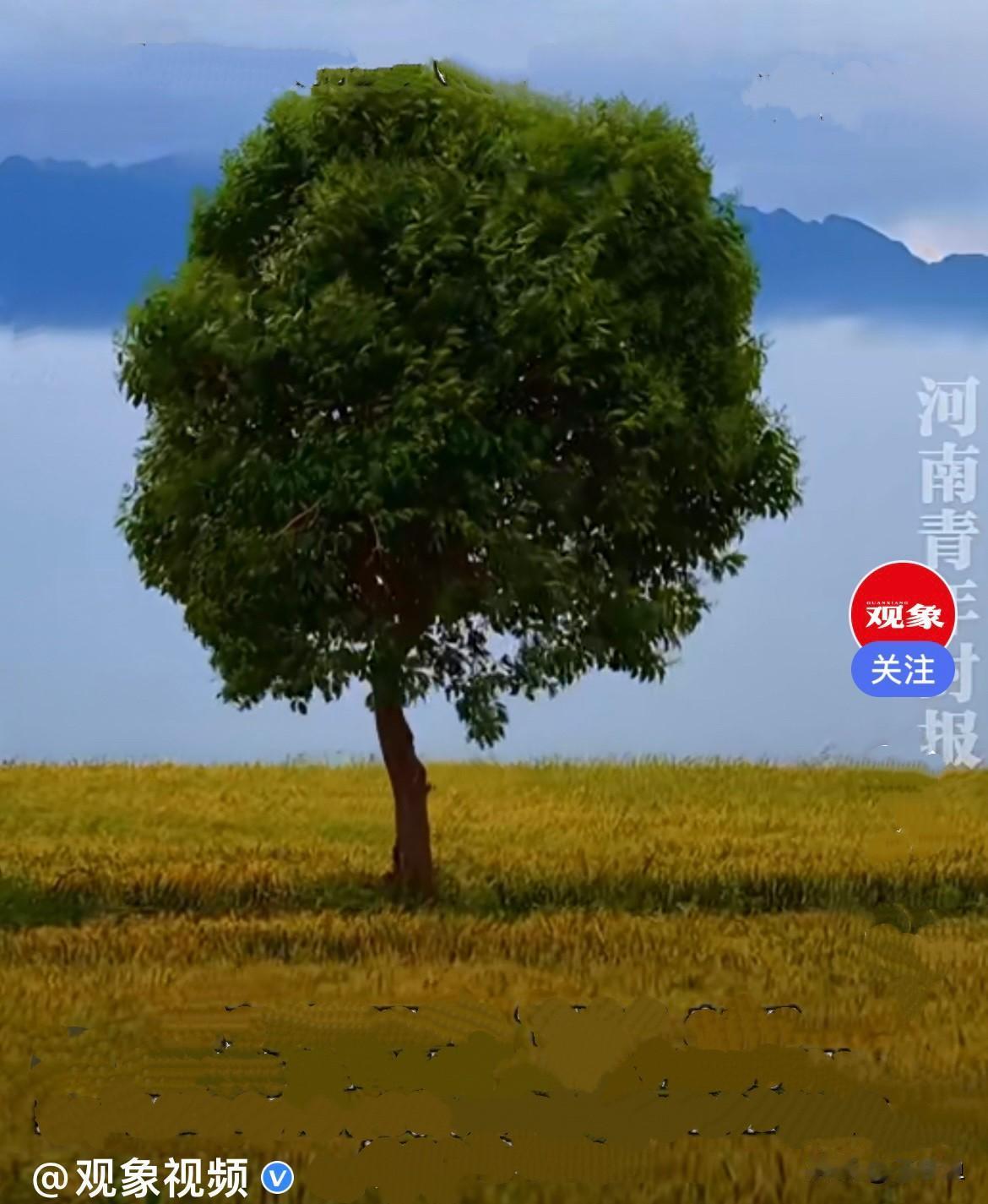 真没想到会以这样的方式谢幕……
     西安白鹿原整片金黄麦田里，孤零零仁立着
