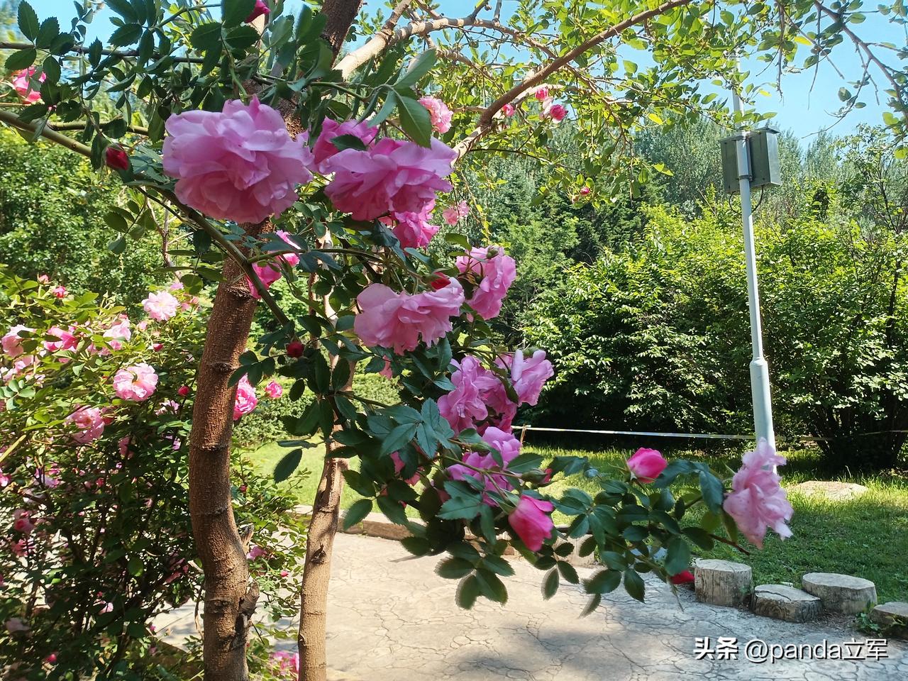 蔷薇花
在长春公园芍药花海的一边，还有一处蔷薇花在盛开，蔷薇花也叫月季。
我觉得