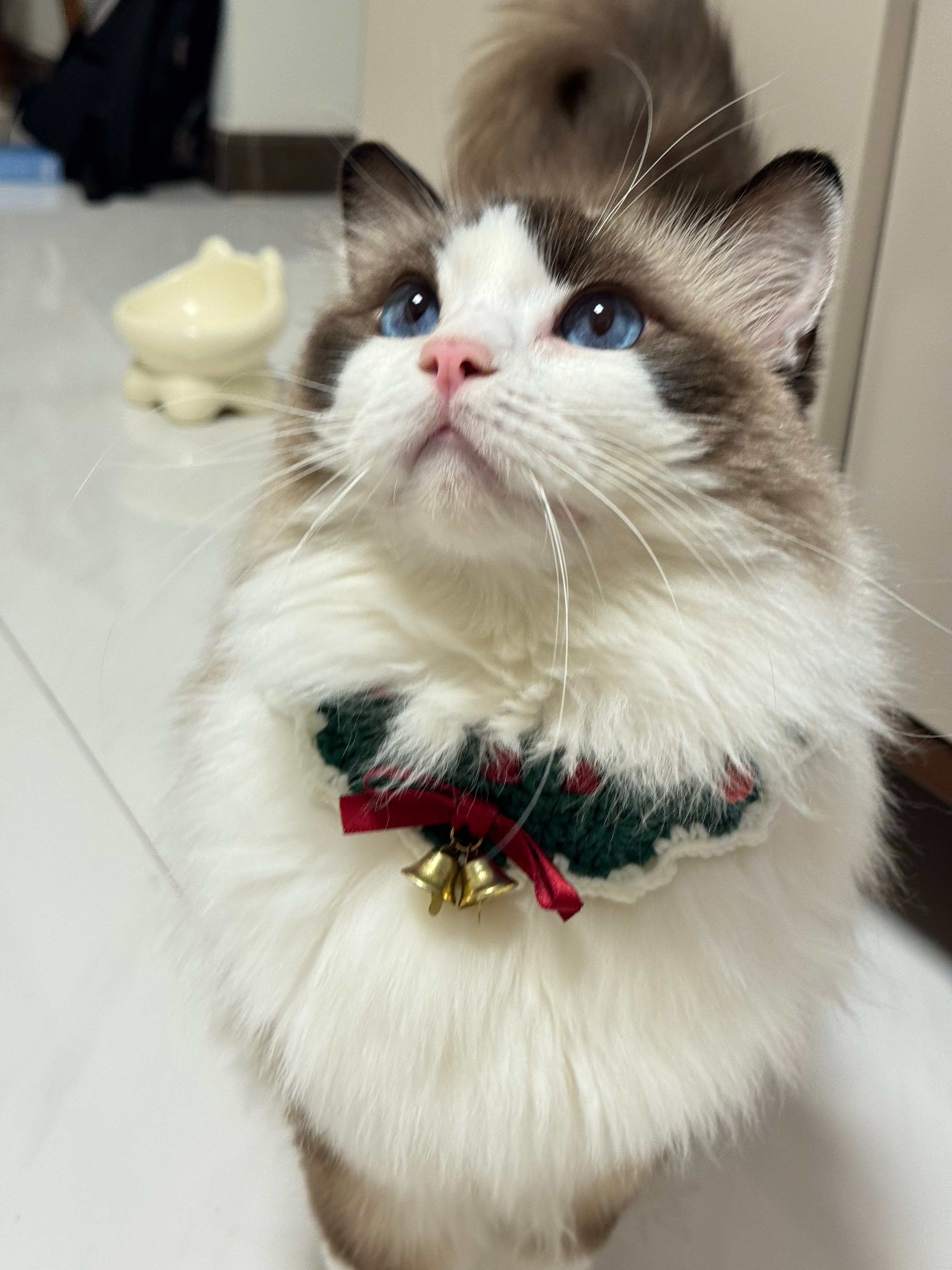 美国猫过年了🎄🌟 