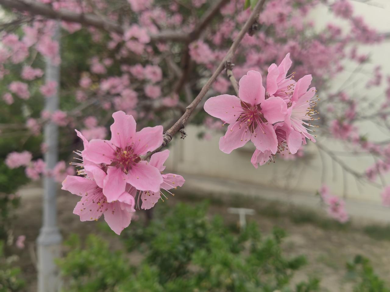 银川金凤某小区的桃花开啦，那景象简直绝了！一进小区，就能看到满树粉嫩的桃花，像天