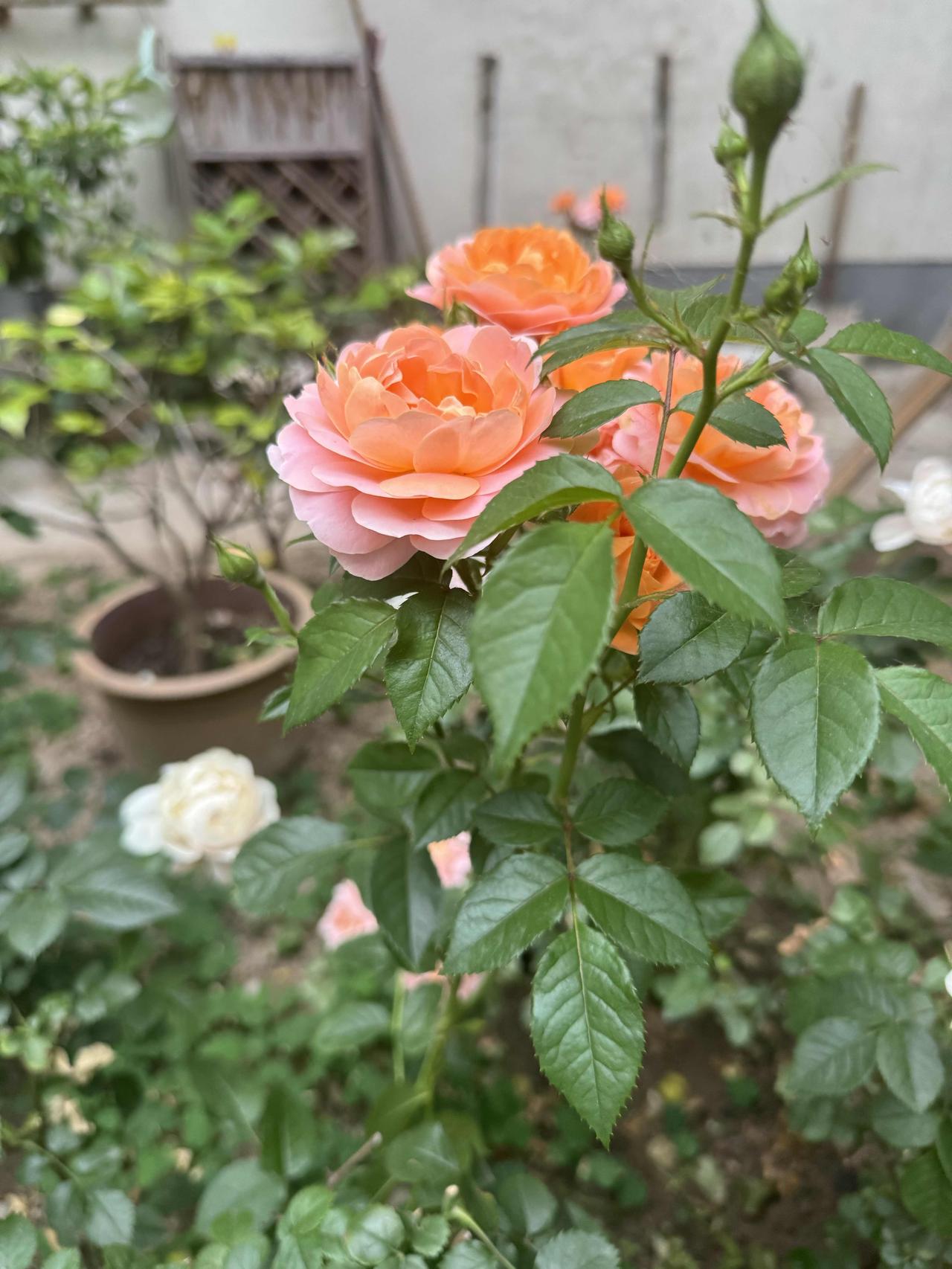 不必在花园中争艳，路边的摇曳，这是写给行人的、无需门票的浪漫。无需滤镜加持，这路
