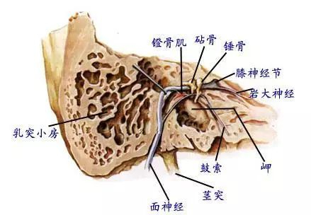 #每天一条冷知识# 镫骨肌是人体最小的肌肉，它位于耳朵内，长度大约只有5毫米。 