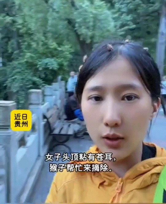 贵州一只藏酋猴意外走红，凭“嫌弃又尽责”圈粉无数。
 
女子徒步时头发粘了苍耳，
