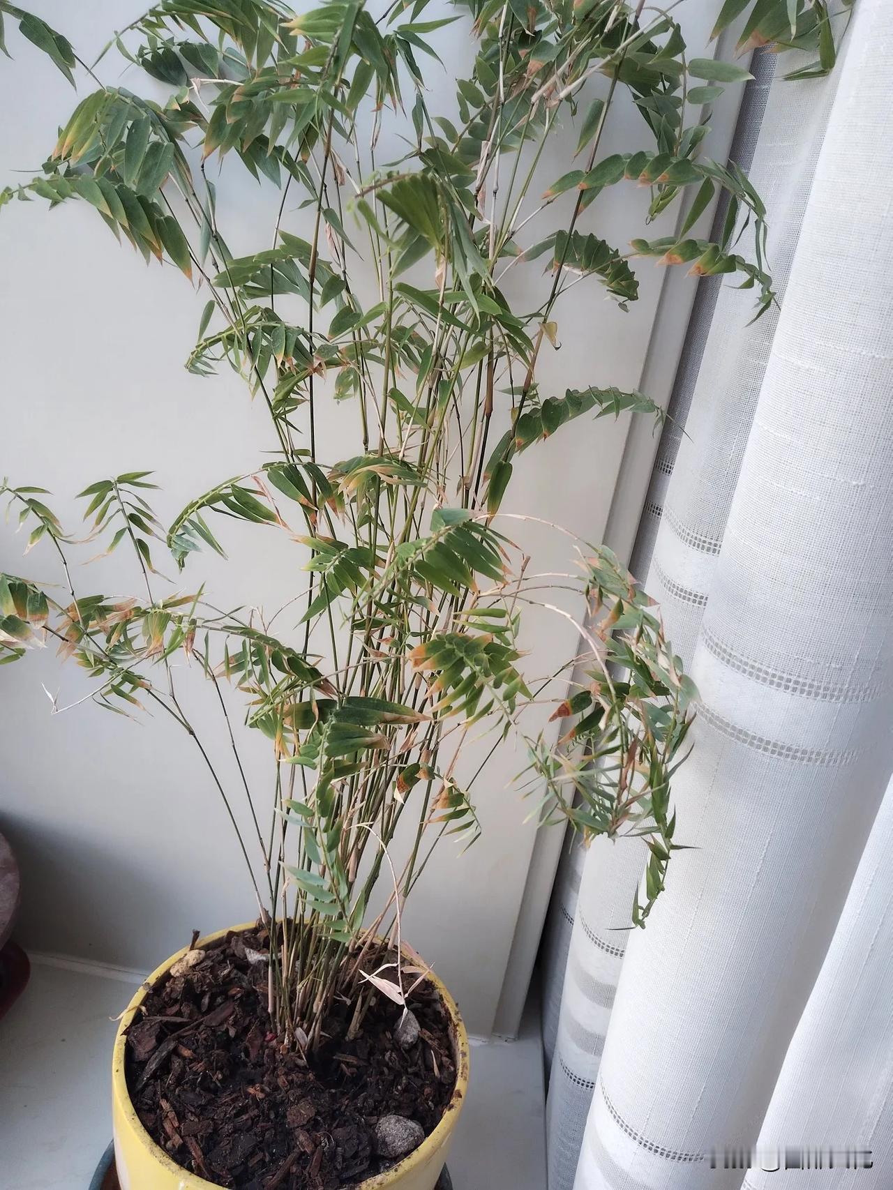 夏日，窗台上的花花草草开始旺了。暖气停了之后，四、五月份，阳台上的花半死不活。直