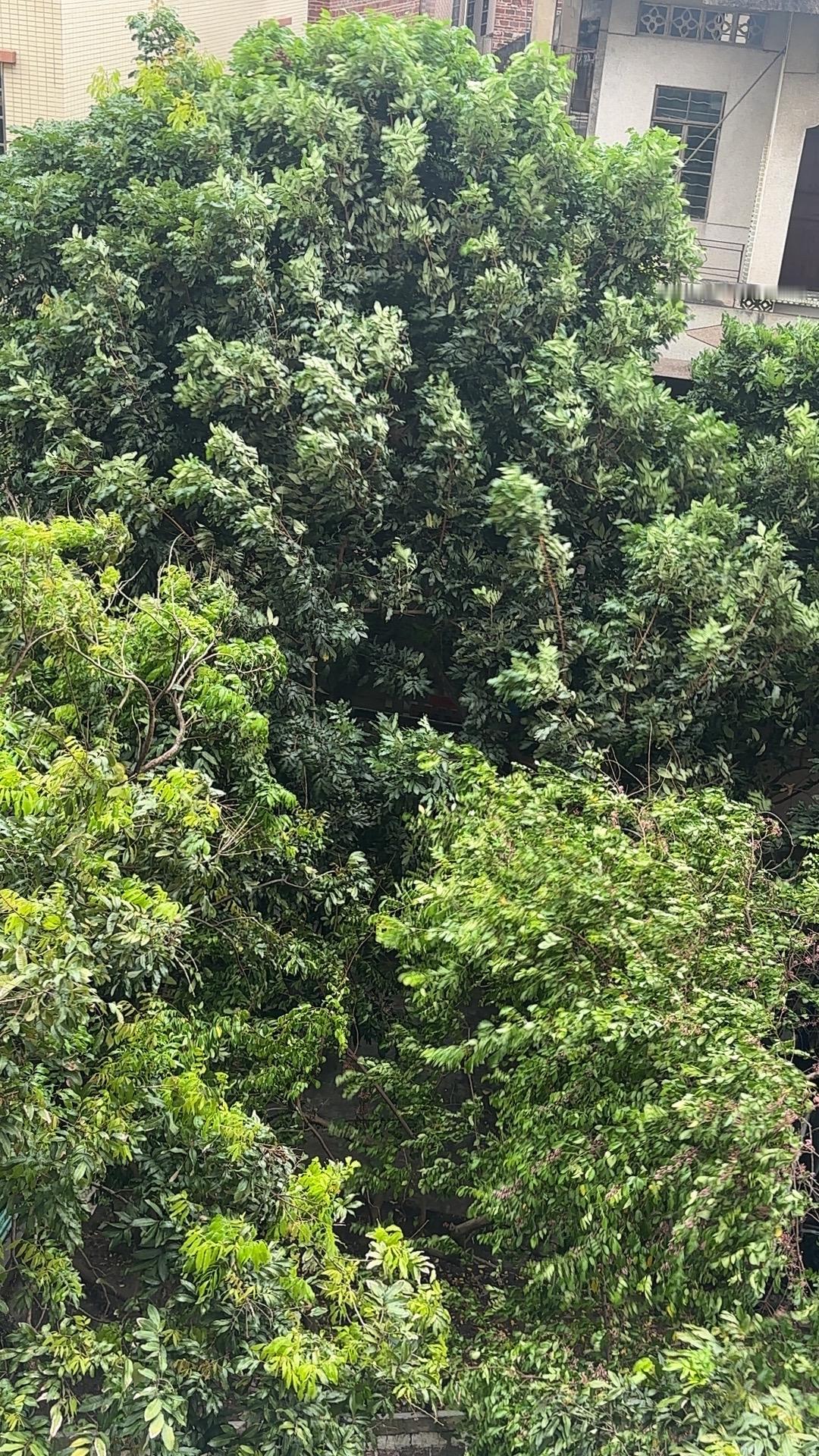 台风天 桦加沙 停工
