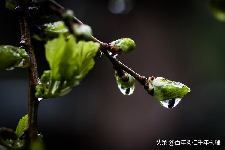上联：寒风欺老树
下联：细雨润嫩芽