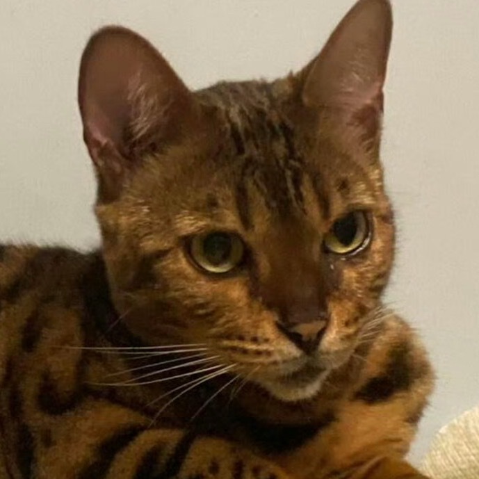 猫咪在工作群聊了半小时 咪：窝嘟群友辣？？？？