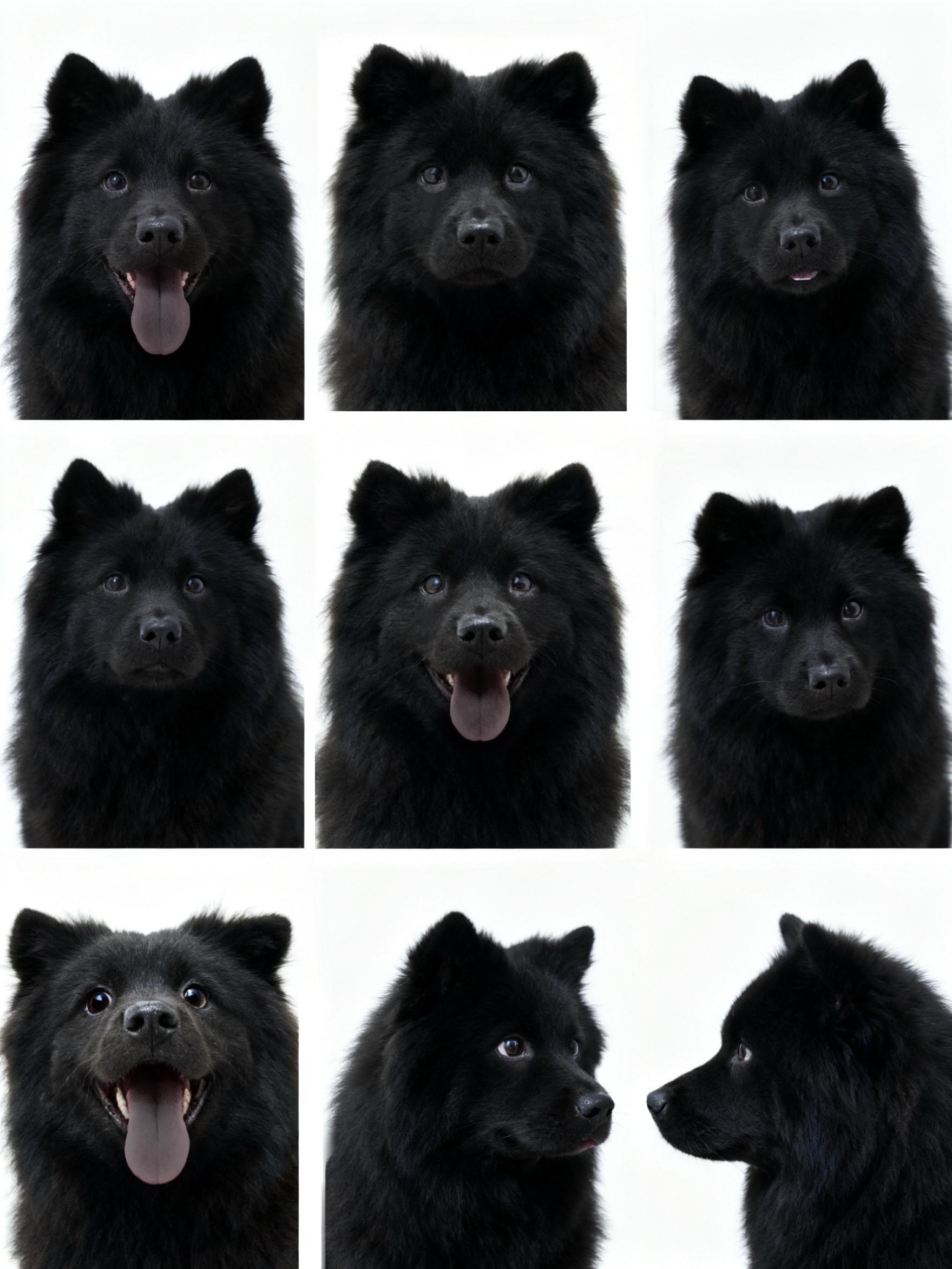 社会没有参天树，我叫高兴你记住！