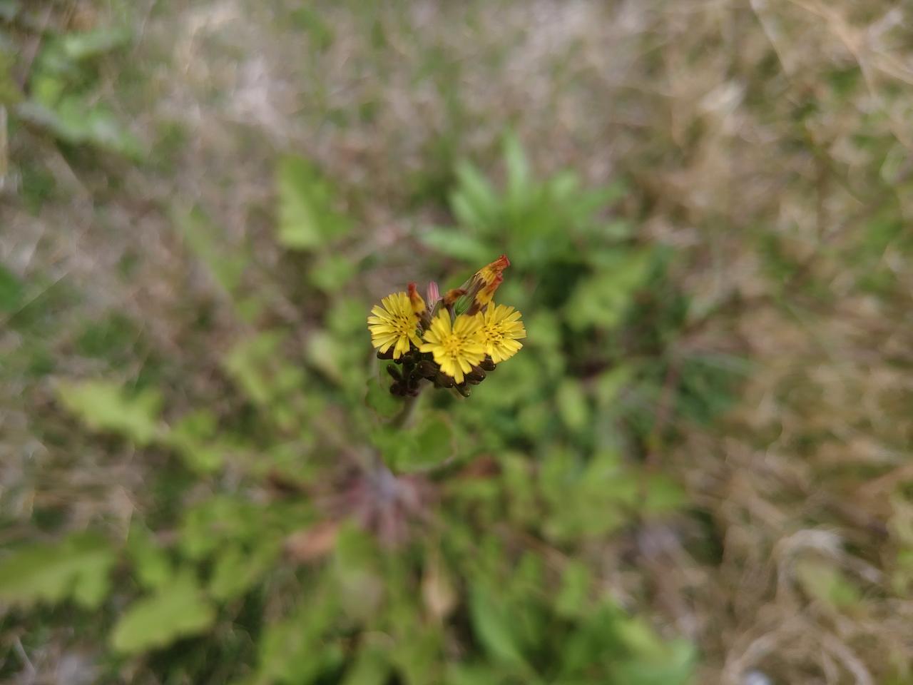 今年春天最想实现的心愿 今年春天，我可不想追那些“网红目标”。好多人列春日愿望，