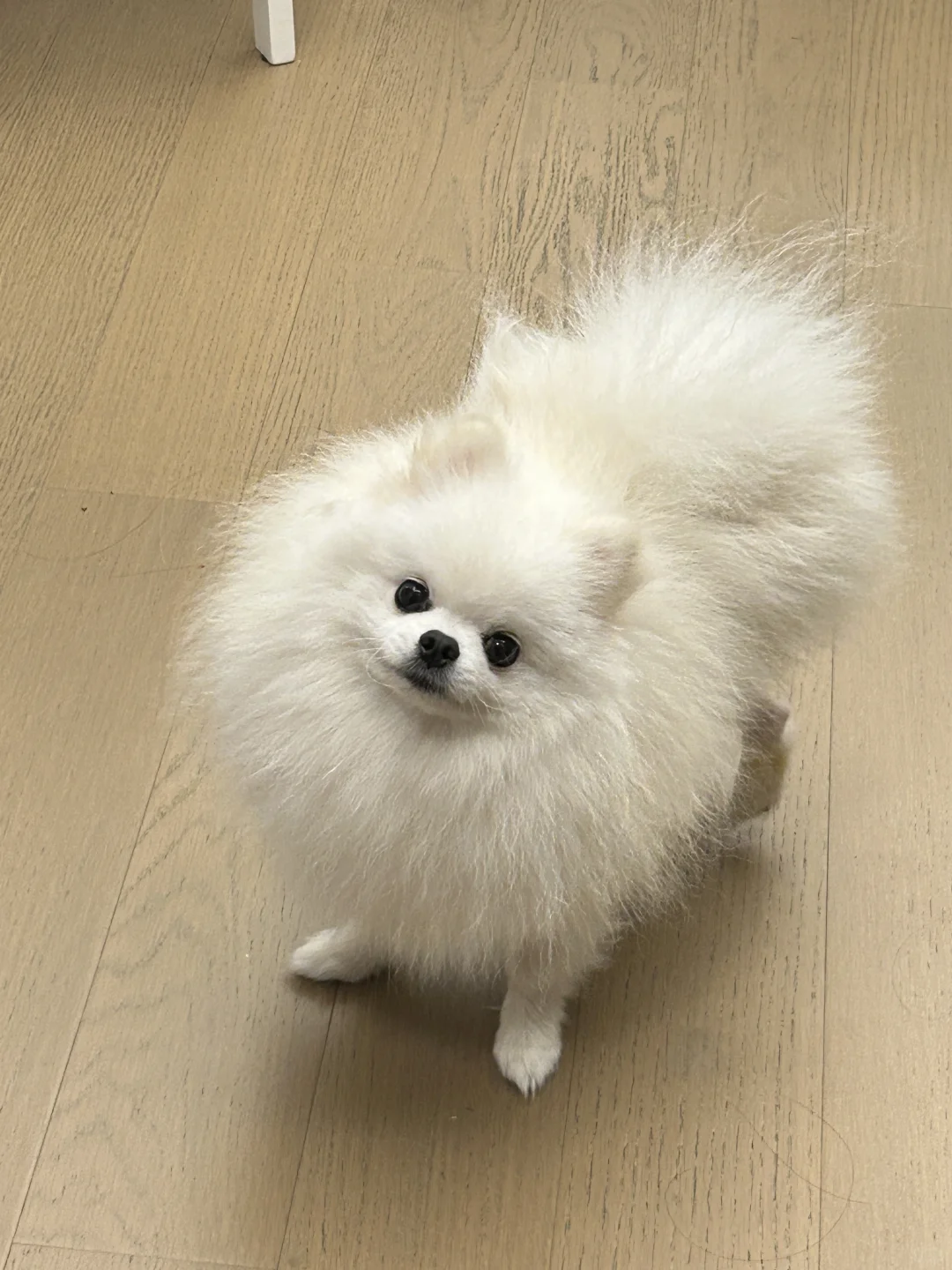 这是棉花糖长脸了吧