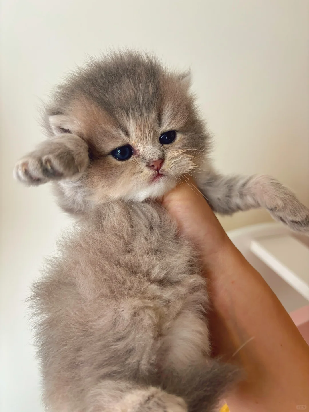 包子脸小猫！