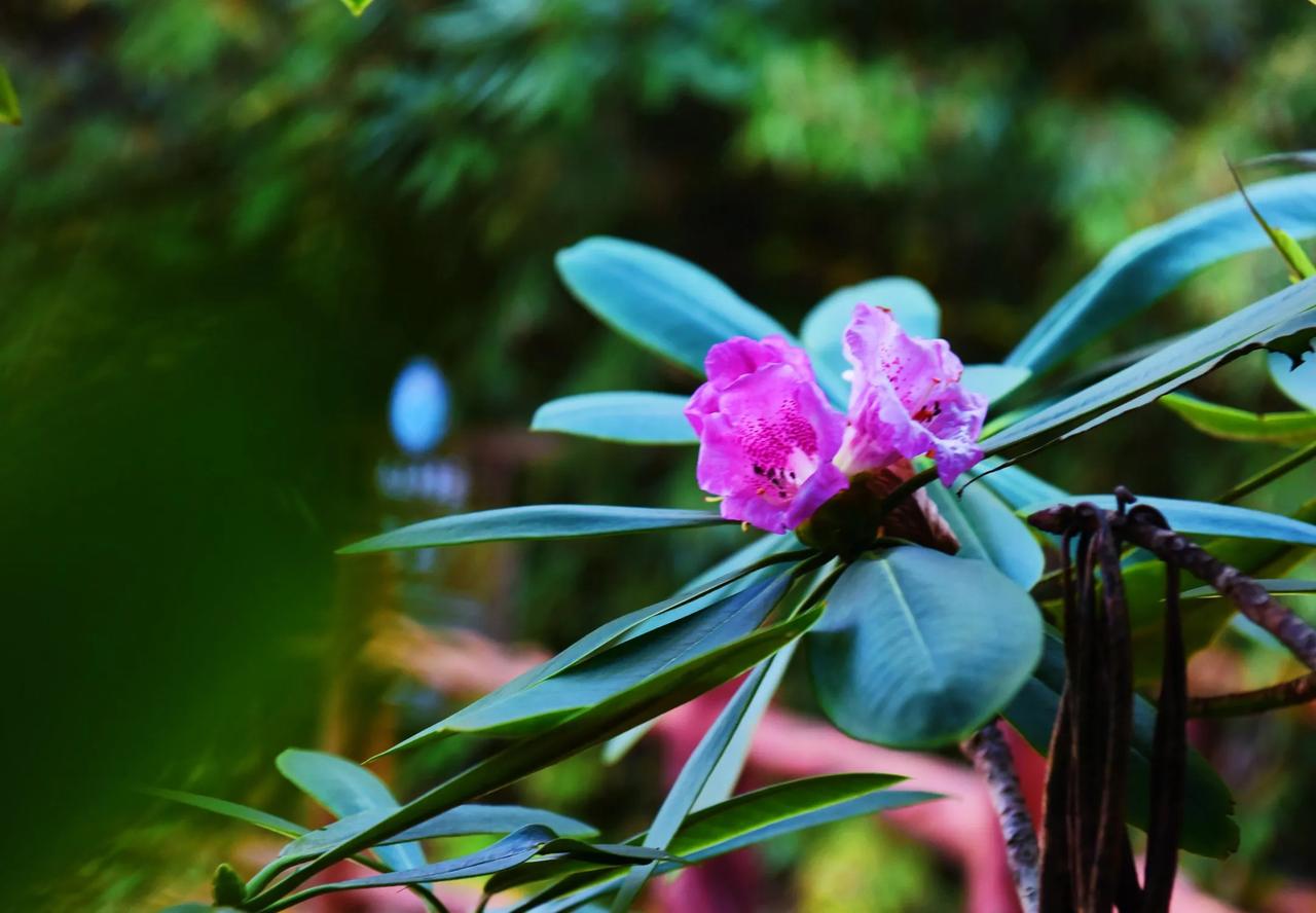 #分享杜鹃花风景# 歪打正着，深秋遇见杜鹃花，逆天了！