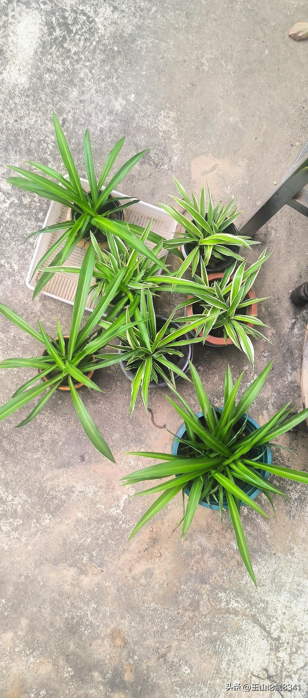 晒图笔记大赛绿植自己种，不是兰花不知啥名称。