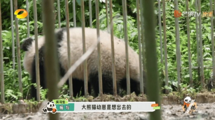 #大熊猫贤贤带崽踏出野外第一步#看来野外培训是非常重要和专业的，也是他们回归大自