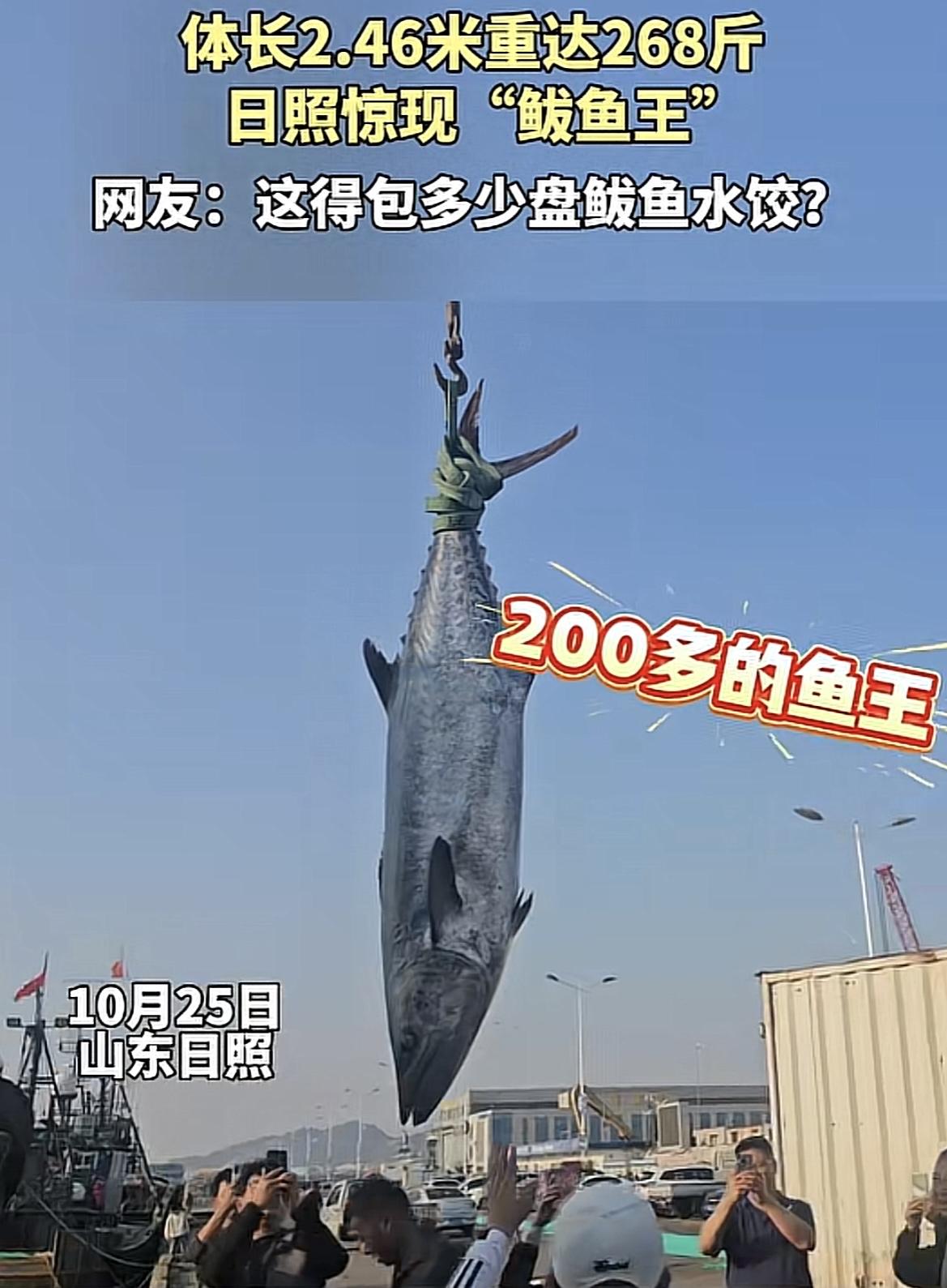 真罕见！山东日照，大量渔民赶到港口，围观一条重268斤的鲅鱼王，人们争相与大鱼合