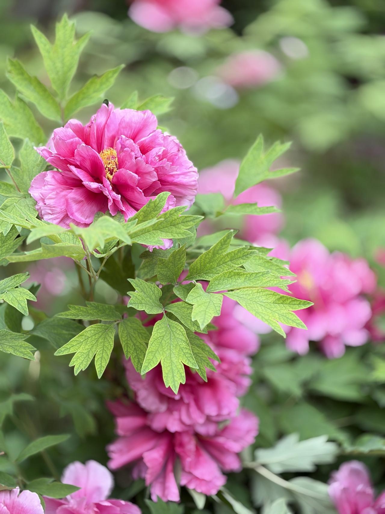 不赴牡丹之约，怎知春色如许

春风拂槛，露华凝香。姚黄魏紫，赵粉豆绿，千姿百态次