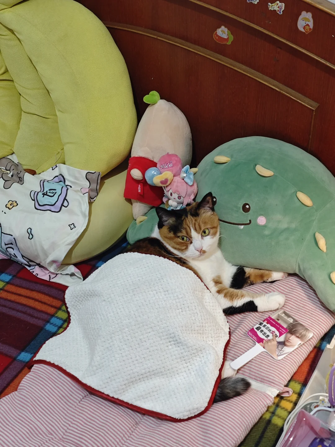 如果到家不摸猫，猫就会……