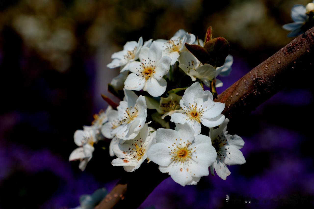 愿来年的春天，所有的美好得以实现，生活越来越好，身体越来越与健康。
（照片均拍摄