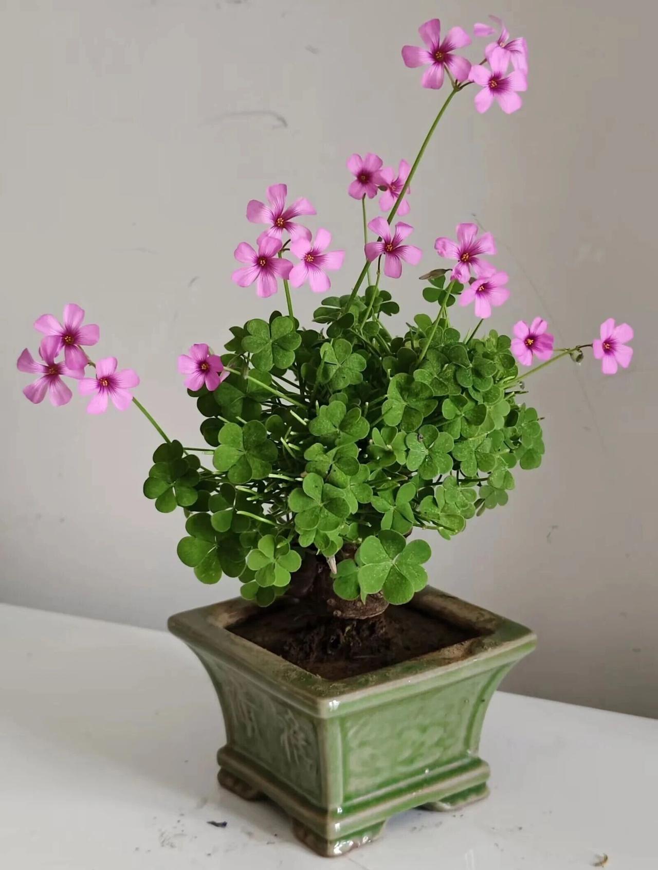 今天刚用上三联药，就刷到了一篇文章说哮喘和慢阻肺过度治疗的问题，就是医生对中度、