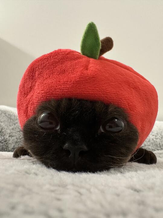 凑凑苹果猫🍎