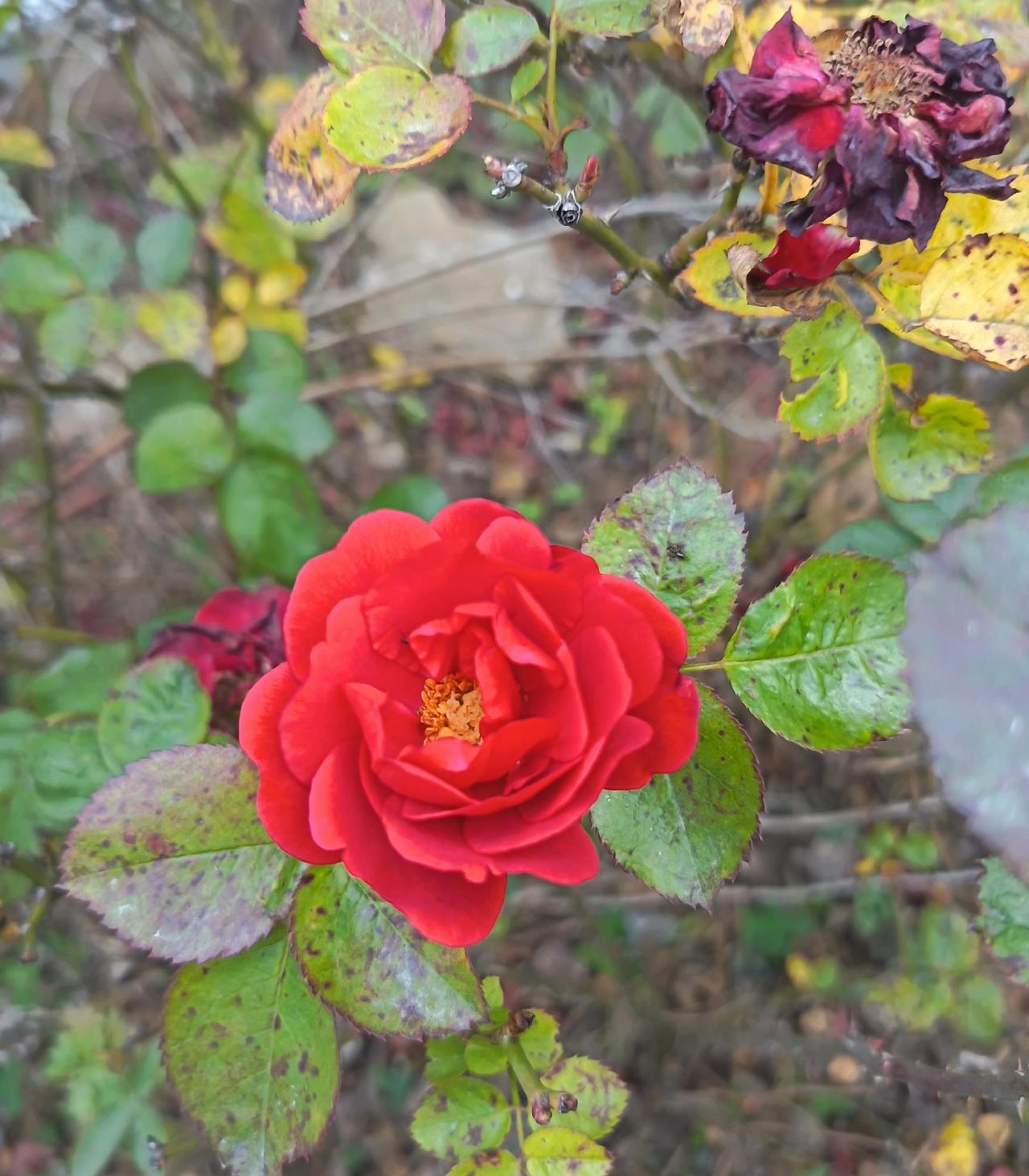 下楼时偶然瞥见一角艳红，在萧瑟的枯枝间撞入眼帘。周遭的花朵早已蜷缩成暗紫的残瓣，