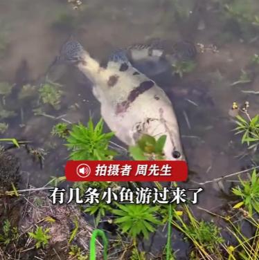太治愈！5月26日，河南信阳，一名有着十几年钓龄的老钓友野外垂钓，意外钓获一条价