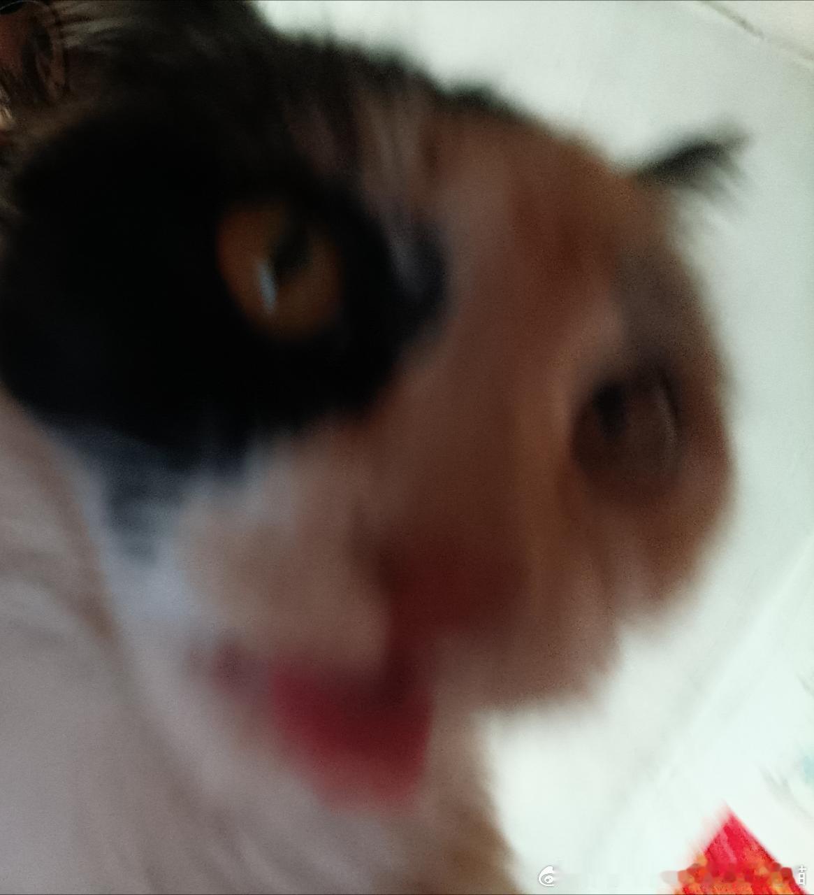 49866【丑猫】每天就这样丑丑的望着你 