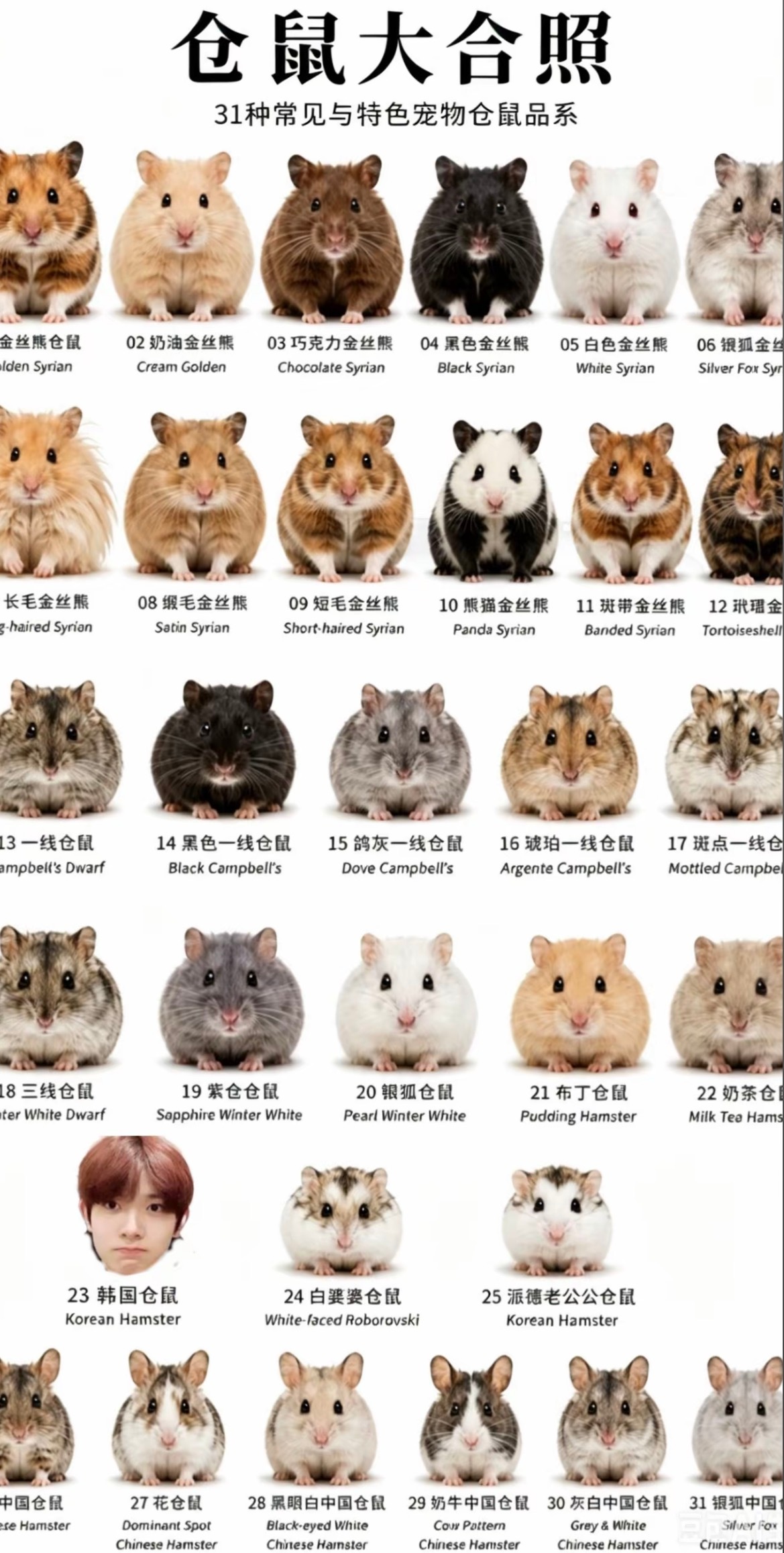 23号仓鼠在哪可以领养 