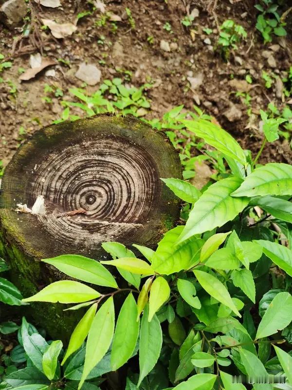 看到“一山一水一风景”这一上联，我顿时兴致盎然。此上联巧用“一”字叠用，将自然风