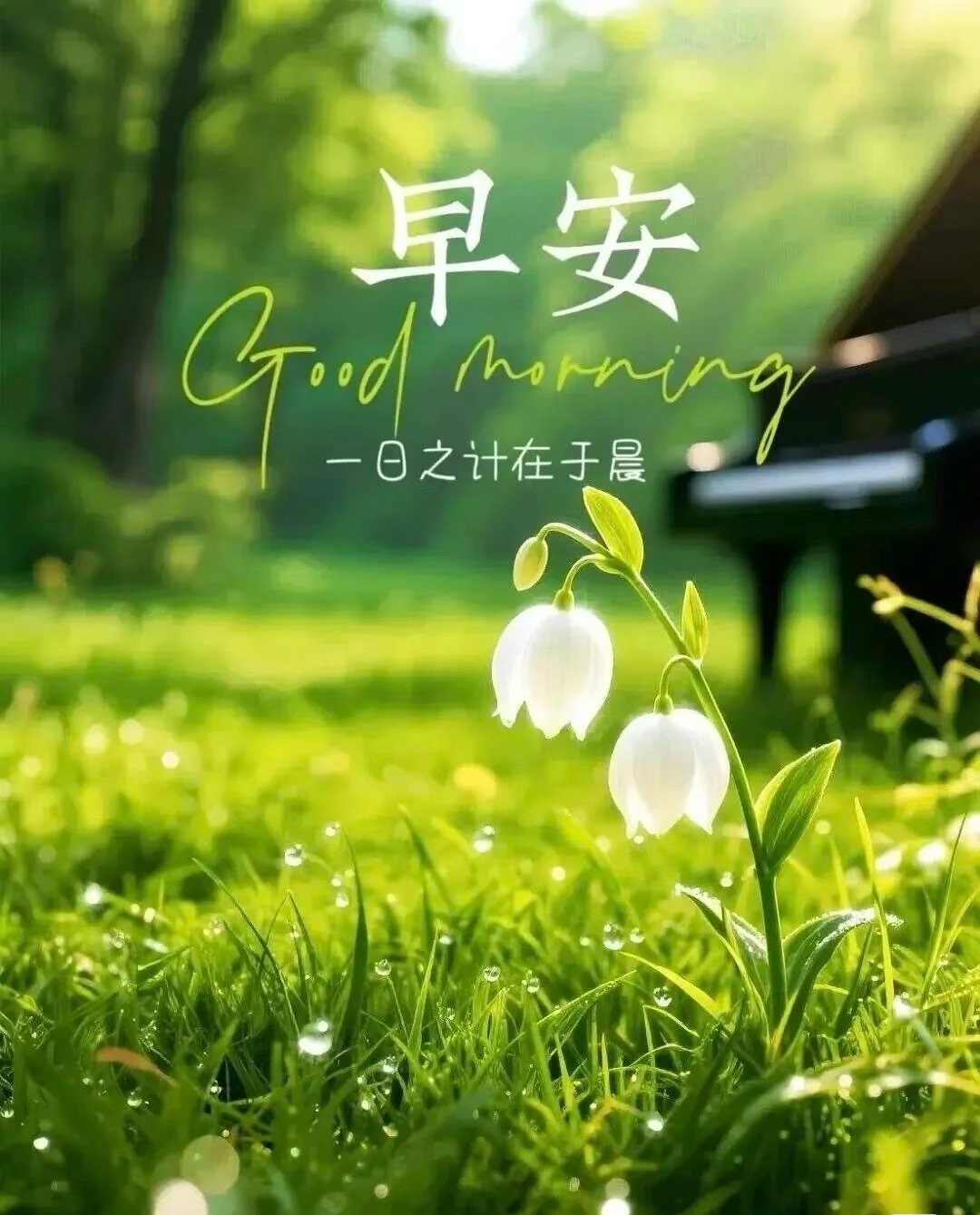 早安  ²º²⁶/₀₆.₂₄🌷🎧 ı||ııı||ı|♪♫🎶崭新的一天启程