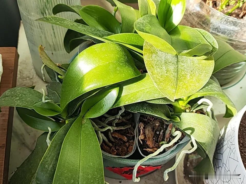 为其他人服务或其他阶级服务都是违背了毛主席伟大思想的。
所以我们一定要坚定不移的