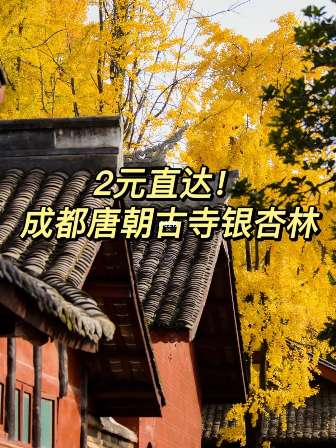 多条公交地铁直达，市区唐朝古寺银杏林