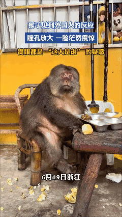 猴子见到外国人的反应，瞳孔放大一脸茫然震惊，满眼都是 “这人是谁” 的疑惑[笑哭