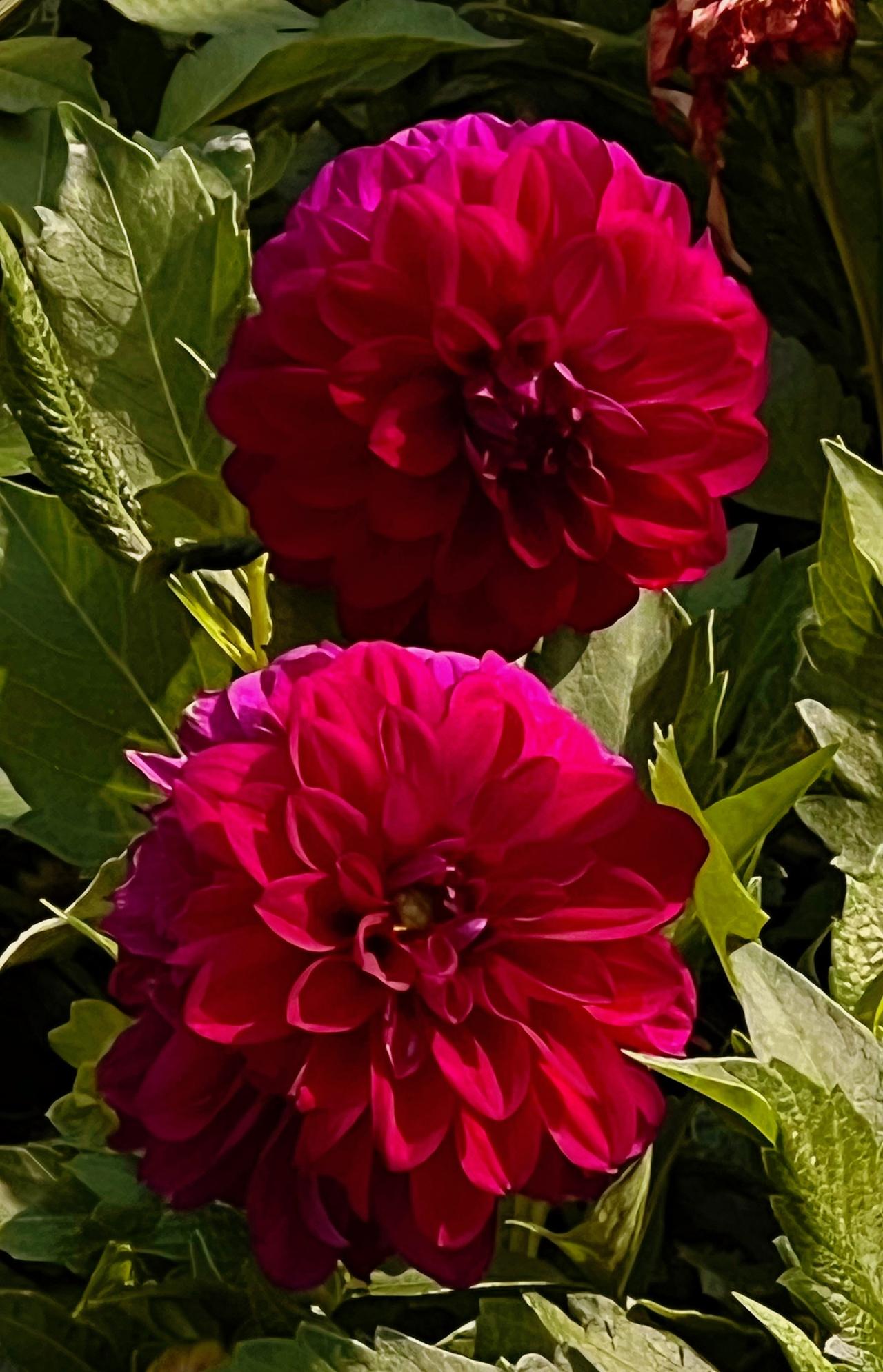 冬日赏花：两朵漂亮的大丽花，绽放出迷人的色彩！🌸💜