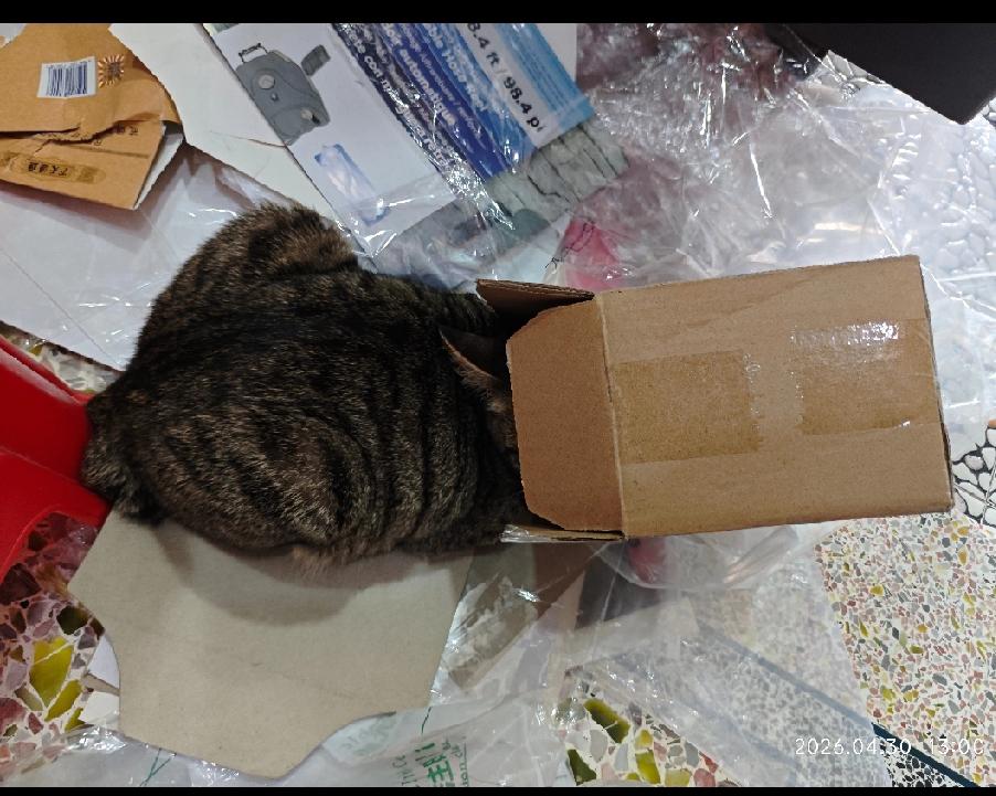 狸花猫把头钻进一个小纸盒里，认为这样就是藏的很隐蔽，别人发现不了它。

古有井底