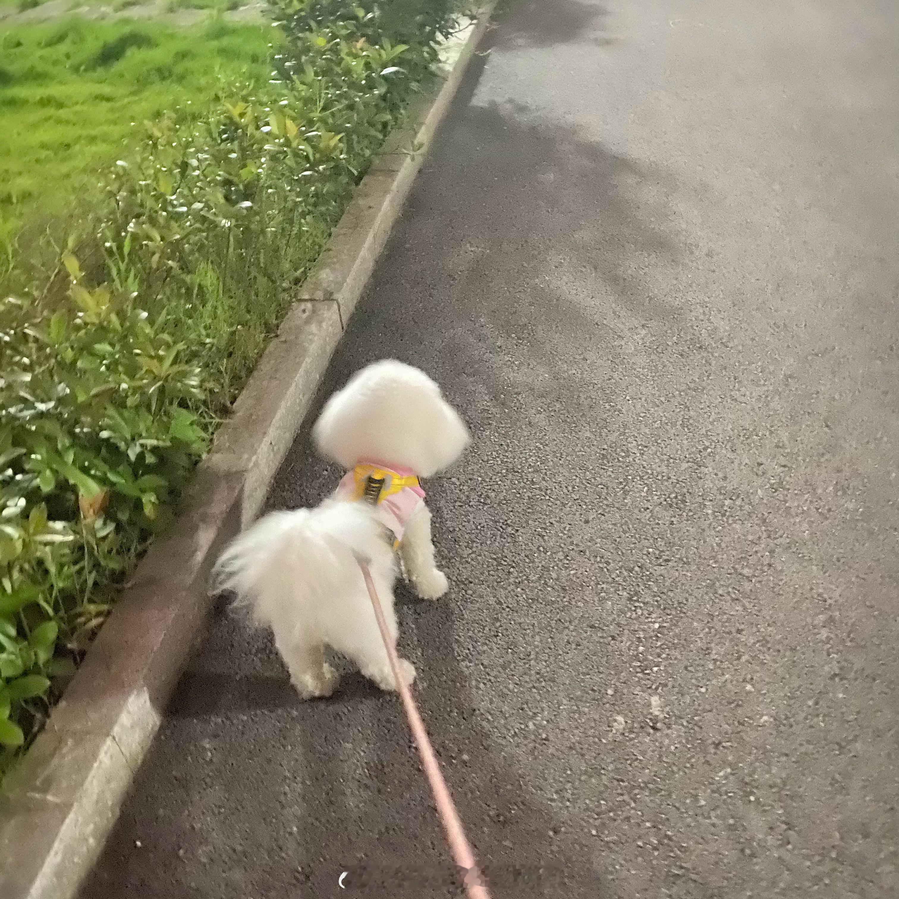 累死我了臭崽现在遛遛会就要抱迟早我练成麒麟臂 