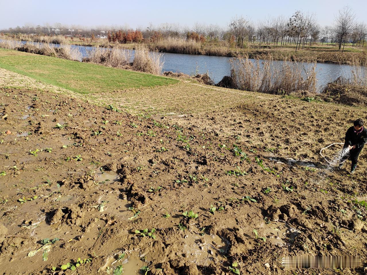 天热抗旱，天冷了居然还要抗旱！

没想到啊，七八月份热的时候天天抗旱给玉米、油菜