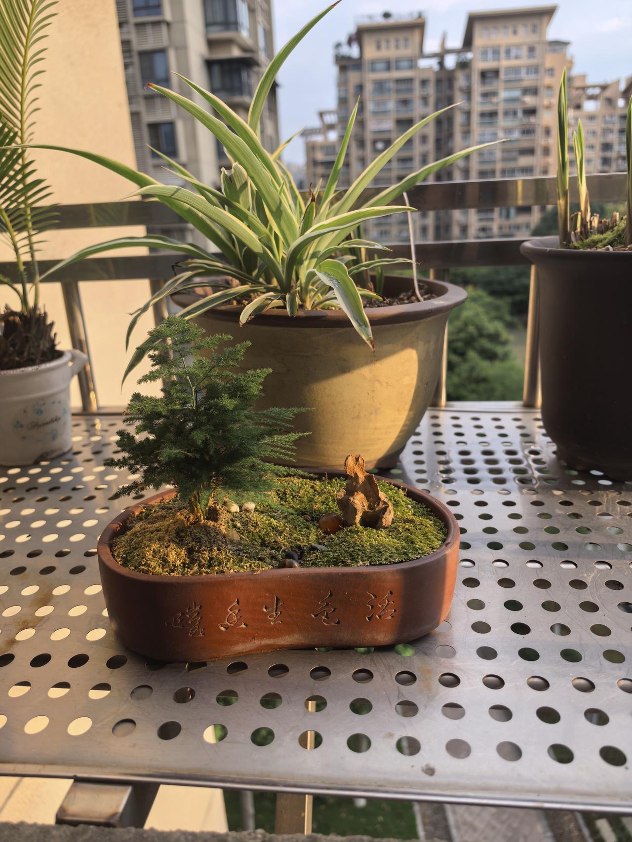今天特意仔细查看时，因自己水平有限，竟辨别不出紫砂盆景侧面所刻字。故将盆景侧面拍