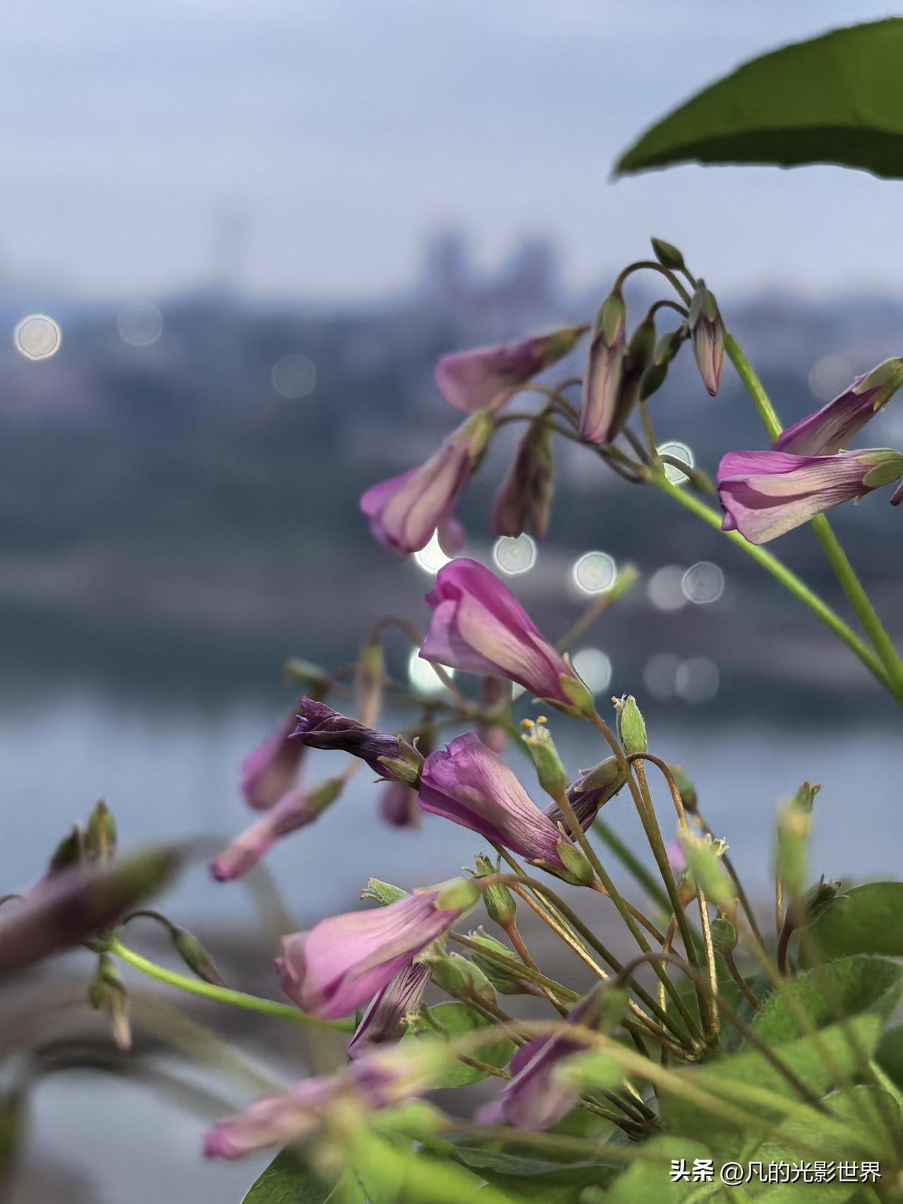 酢浆草真是宝藏花卉！我家窗边清晨睡梦中没醒来的酢浆草花，那模样别提多可爱了。在野
