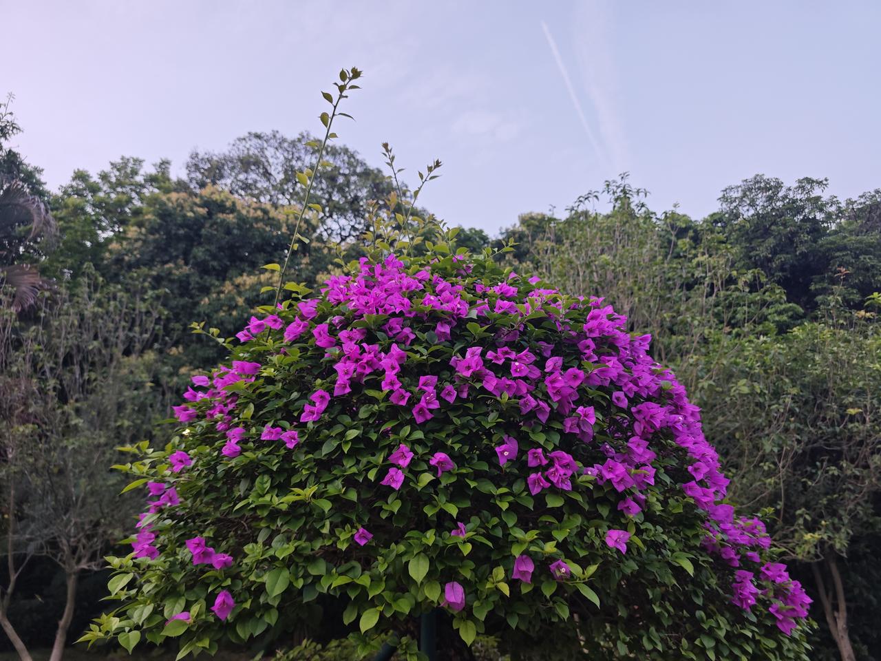 青山绿水，绿草如茵，枝繁叶茂，郁郁葱葱。配上盛开的鲜花点缀，万绿丛中一点红，很美