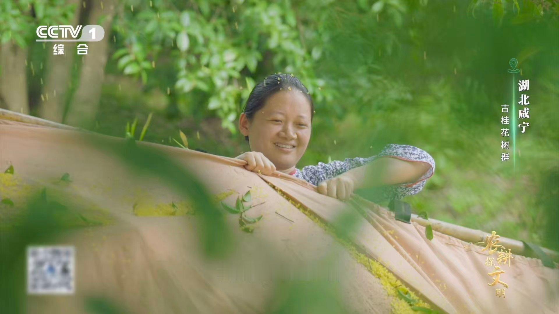 课文桂花雨具象化了 真的看到了桂花雨 长杆轻振，布匹低回，桂花如雨飘落。咸宁花农